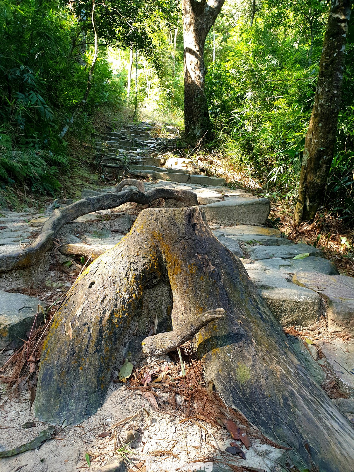 Độc đáo hàng cây trồng cổ nhất Việt Nam giữa non thiêng Yên Tử ảnh 9