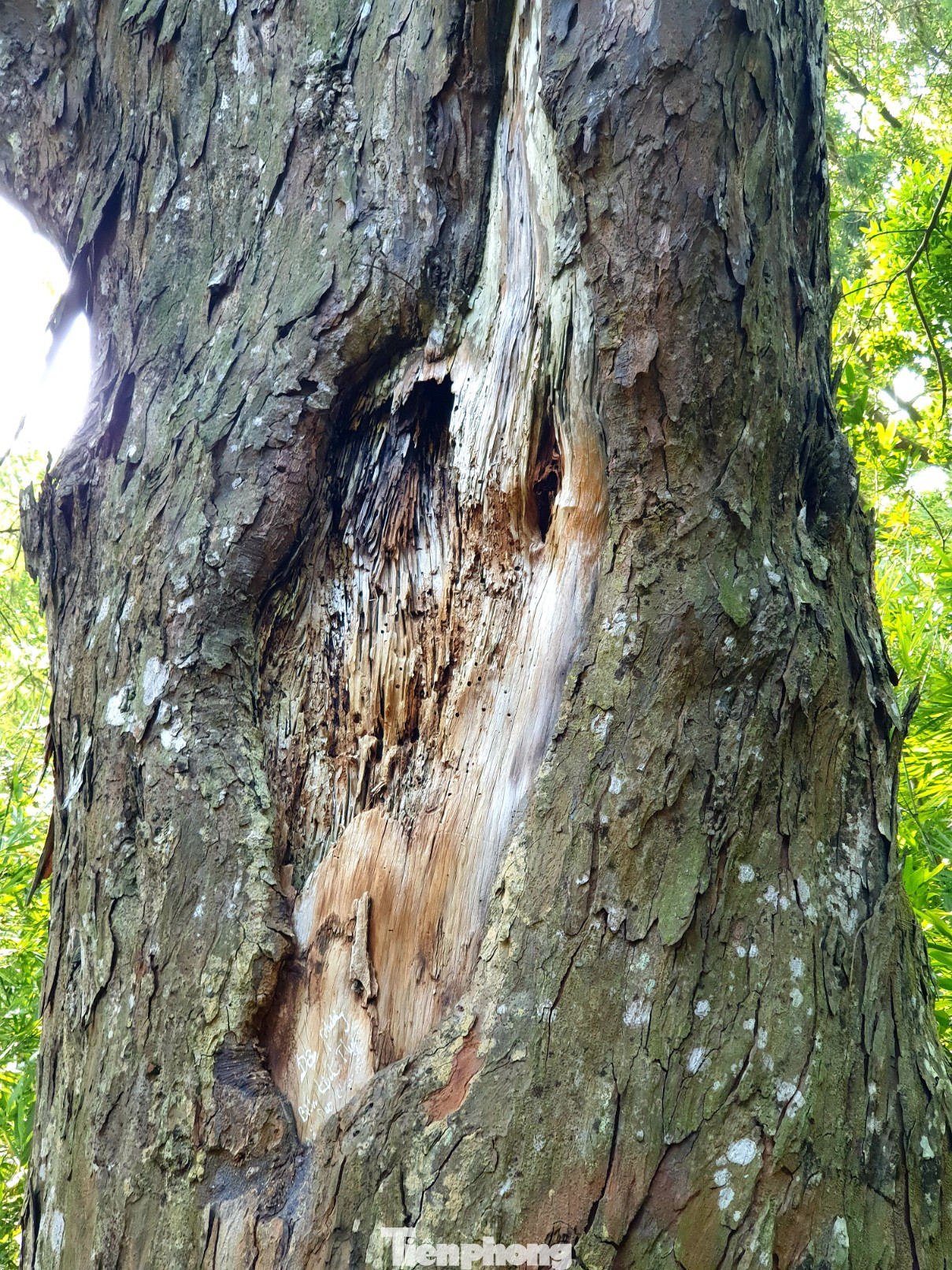 Độc đáo hàng cây trồng cổ nhất Việt Nam giữa non thiêng Yên Tử ảnh 12