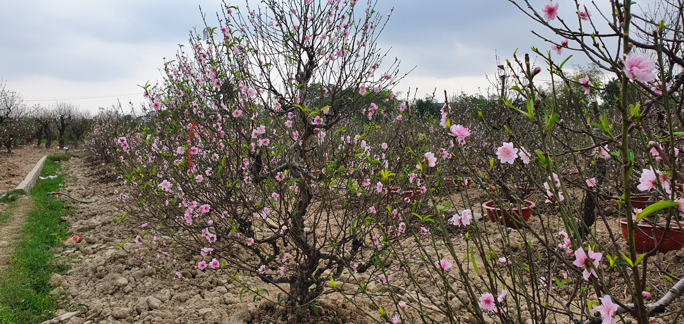 Hàng nghìn gốc đào chưa kịp bán đã nở rộ, nông dân Hải Phòng lo 'mất Tết' ảnh 5