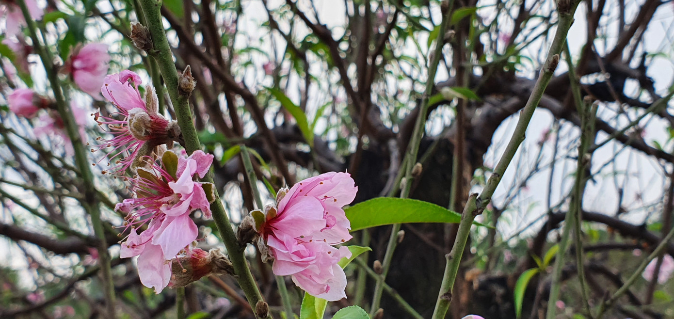 Hàng nghìn gốc đào chưa kịp bán đã nở rộ, nông dân Hải Phòng lo 'mất Tết' ảnh 4