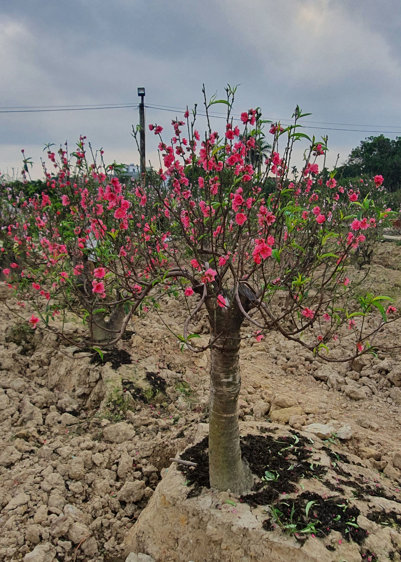 Hàng nghìn gốc đào chưa kịp bán đã nở rộ, nông dân Hải Phòng lo 'mất Tết' ảnh 2