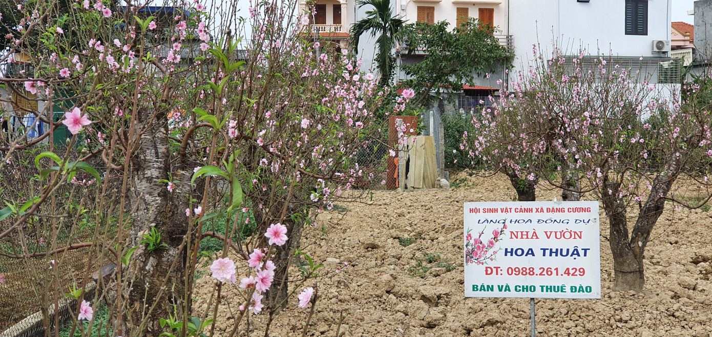 Hàng nghìn gốc đào chưa kịp bán đã nở rộ, nông dân Hải Phòng lo 'mất Tết' ảnh 7