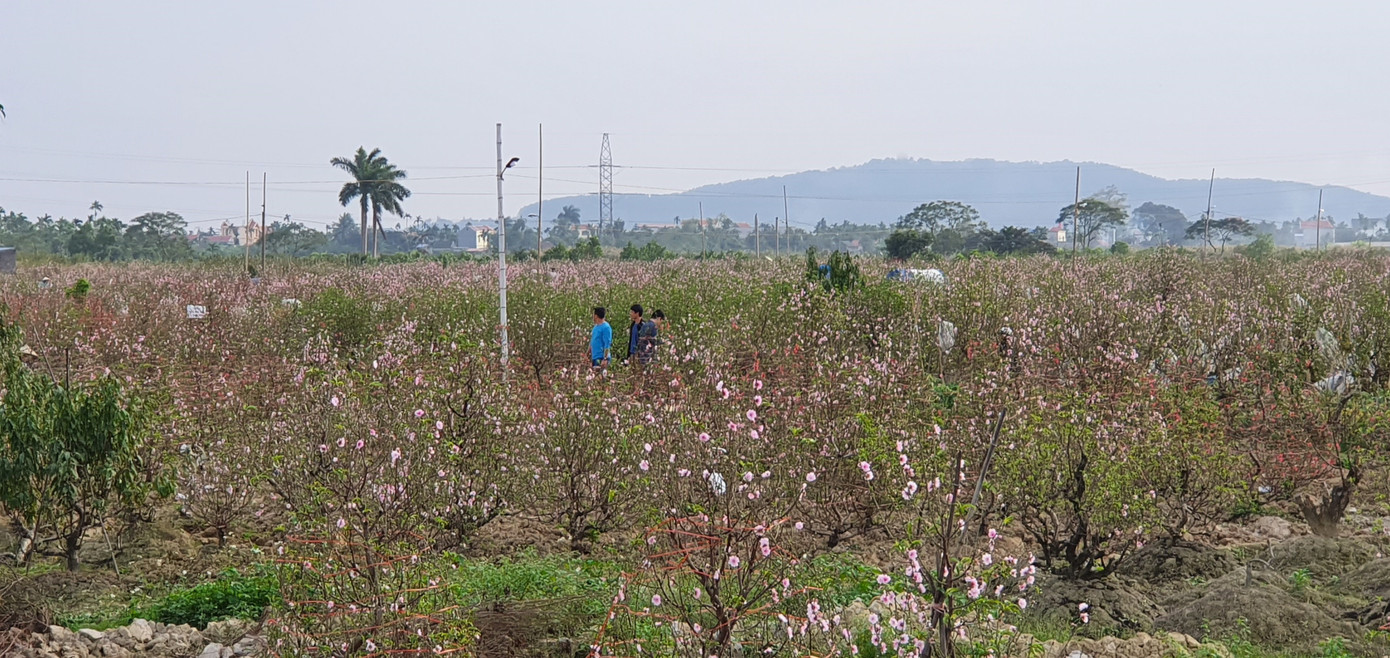 Hàng nghìn gốc đào chưa kịp bán đã nở rộ, nông dân Hải Phòng lo 'mất Tết' ảnh 9