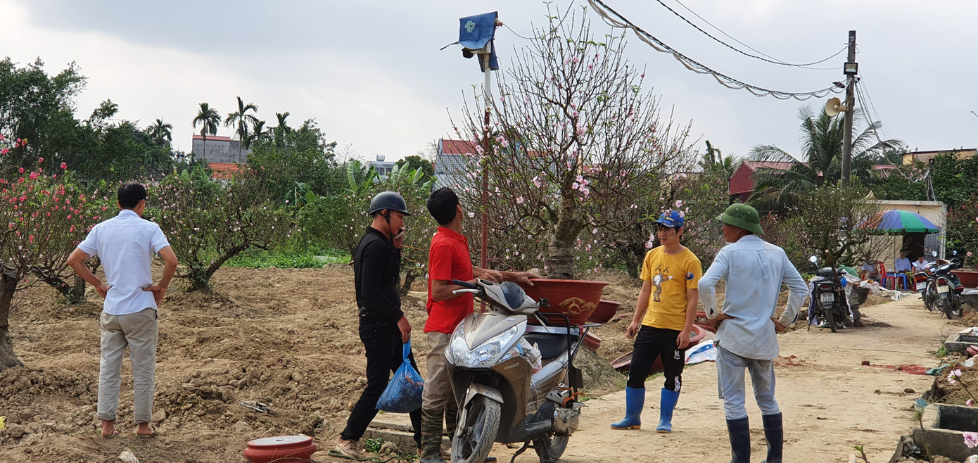 Hàng nghìn gốc đào chưa kịp bán đã nở rộ, nông dân Hải Phòng lo 'mất Tết' ảnh 6