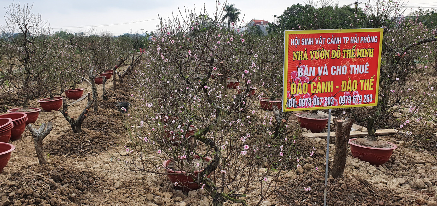 Hàng nghìn gốc đào chưa kịp bán đã nở rộ, nông dân Hải Phòng lo 'mất Tết' ảnh 3