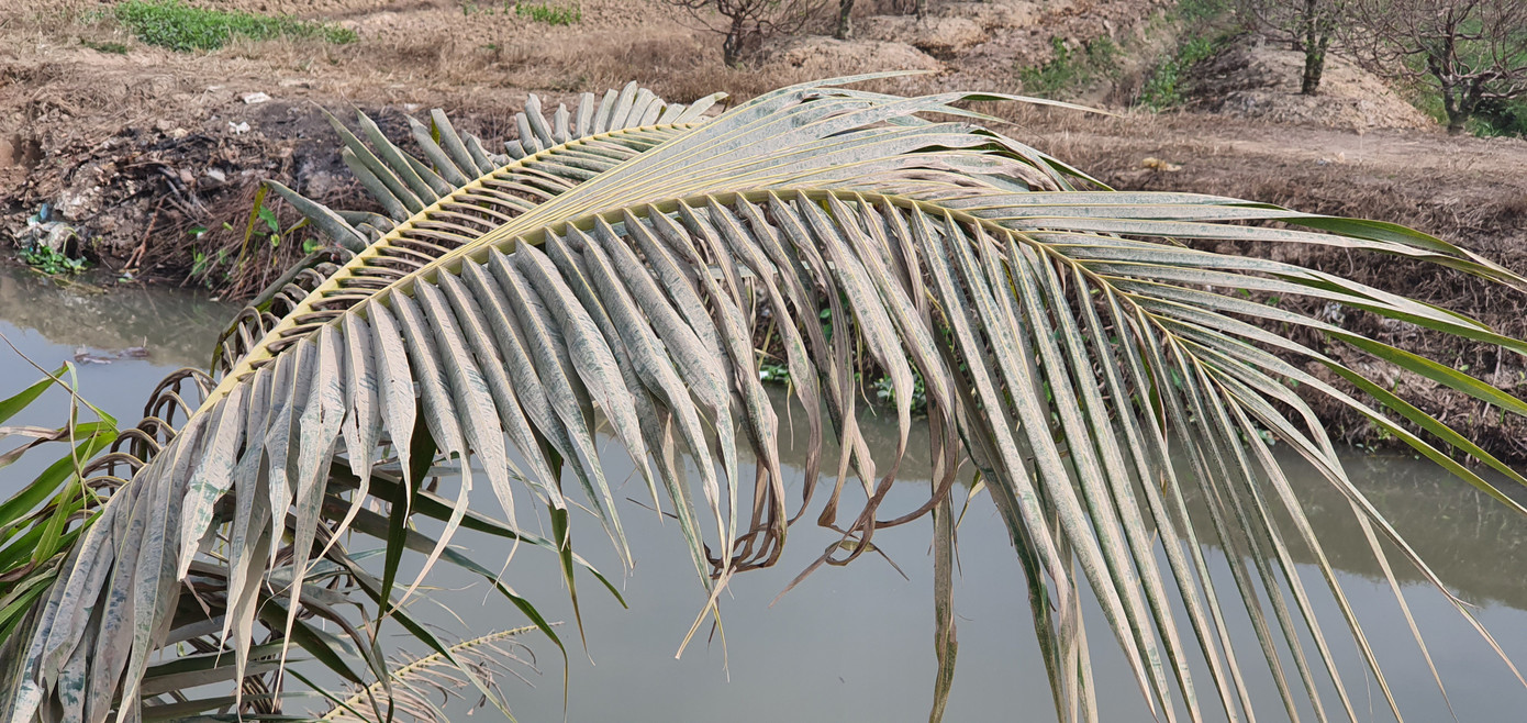 Hàng nghìn gốc đào tết bị bụi phủ trắng xóa vì dự án làm đường ảnh 6