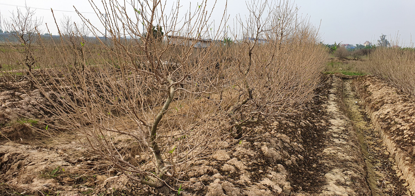 Hàng nghìn gốc đào tết bị bụi phủ trắng xóa vì dự án làm đường ảnh 7
