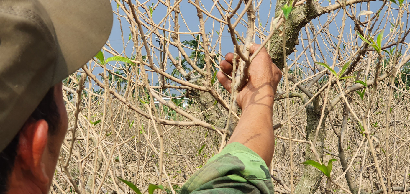 Hàng nghìn gốc đào tết bị bụi phủ trắng xóa vì dự án làm đường ảnh 4