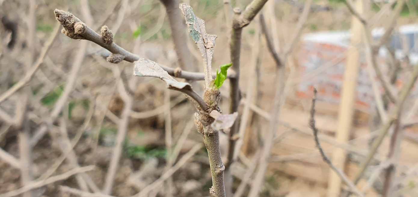 Hàng nghìn gốc đào tết bị bụi phủ trắng xóa vì dự án làm đường ảnh 5