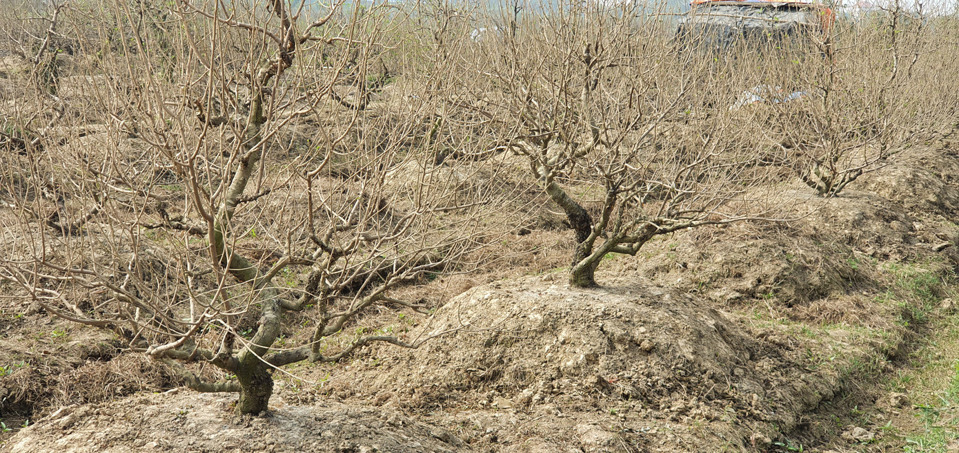 Hàng nghìn gốc đào tết bị bụi phủ trắng xóa vì dự án làm đường ảnh 3