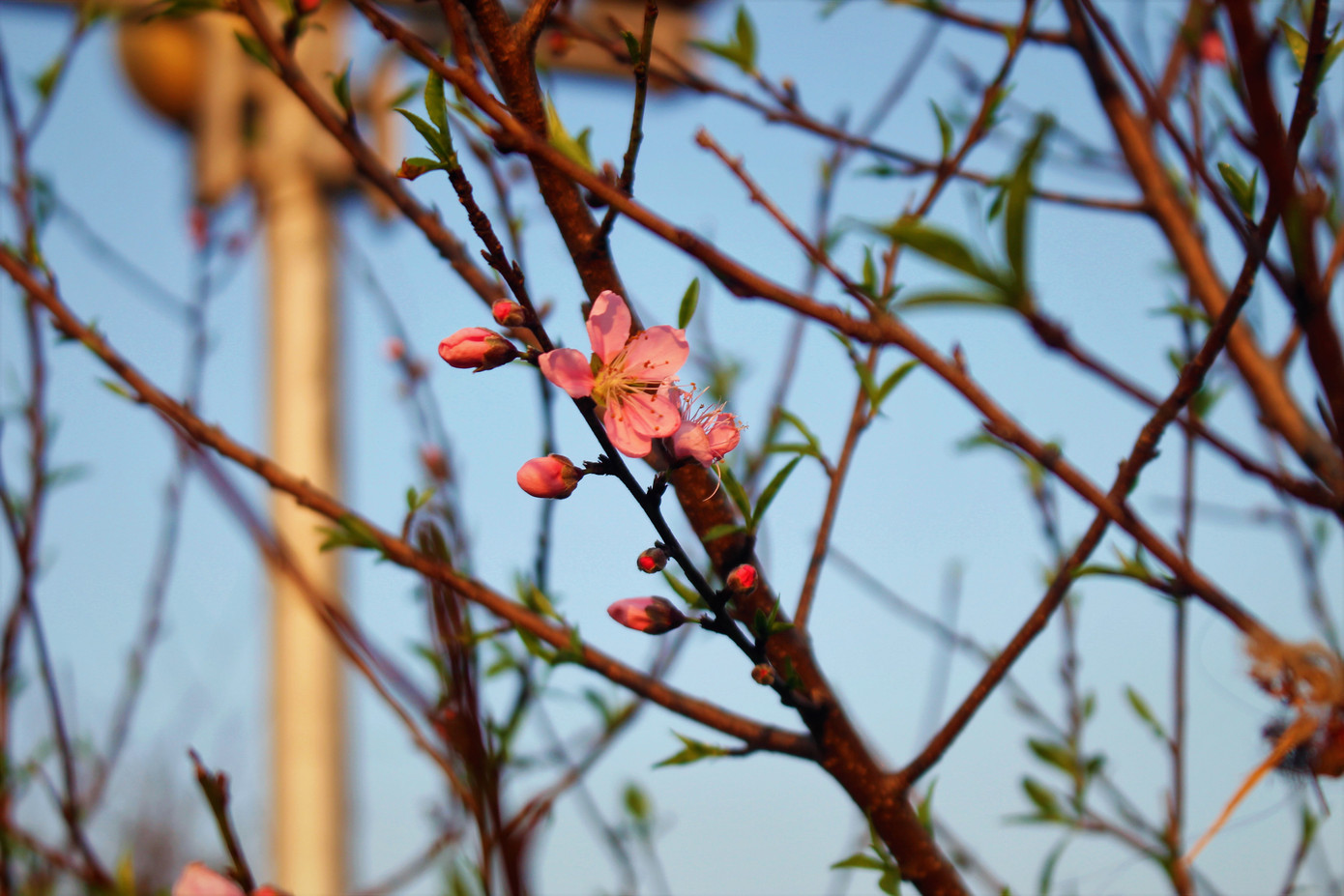 Đào quất ế ẩm, tiểu thương ở TP. Hạ Long mòn mỏi ngóng khách đến mua ảnh 11