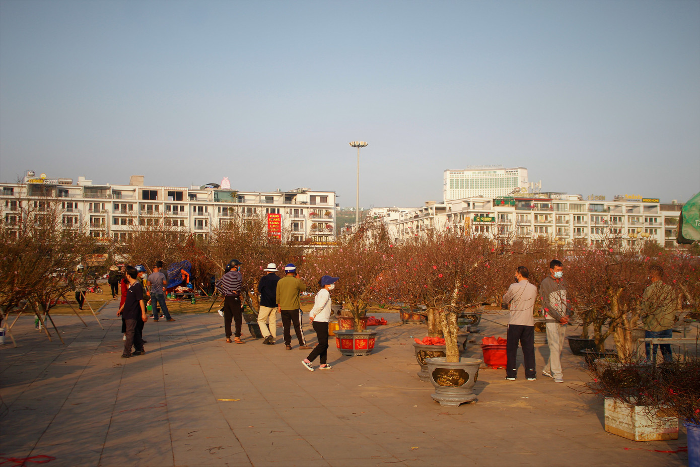 Đào quất ế ẩm, tiểu thương ở TP. Hạ Long mòn mỏi ngóng khách đến mua ảnh 5