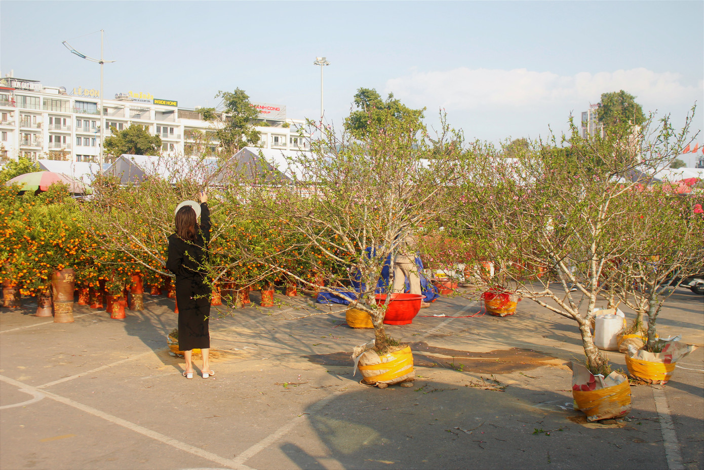 Đào quất ế ẩm, tiểu thương ở TP. Hạ Long mòn mỏi ngóng khách đến mua ảnh 2