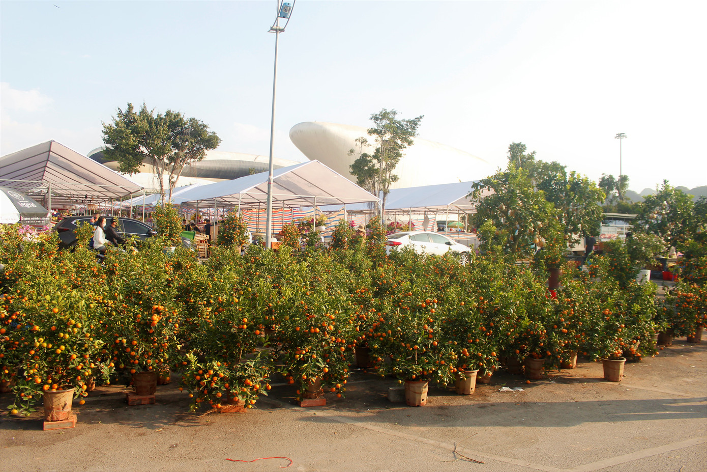 Đào quất ế ẩm, tiểu thương ở TP. Hạ Long mòn mỏi ngóng khách đến mua ảnh 4