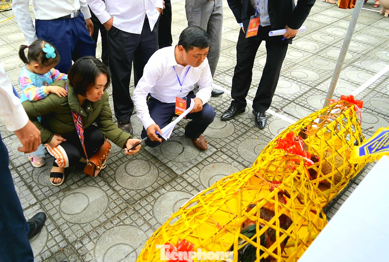 Độc đáo cuộc thi 'vua gà Tiên Yên' ảnh 8