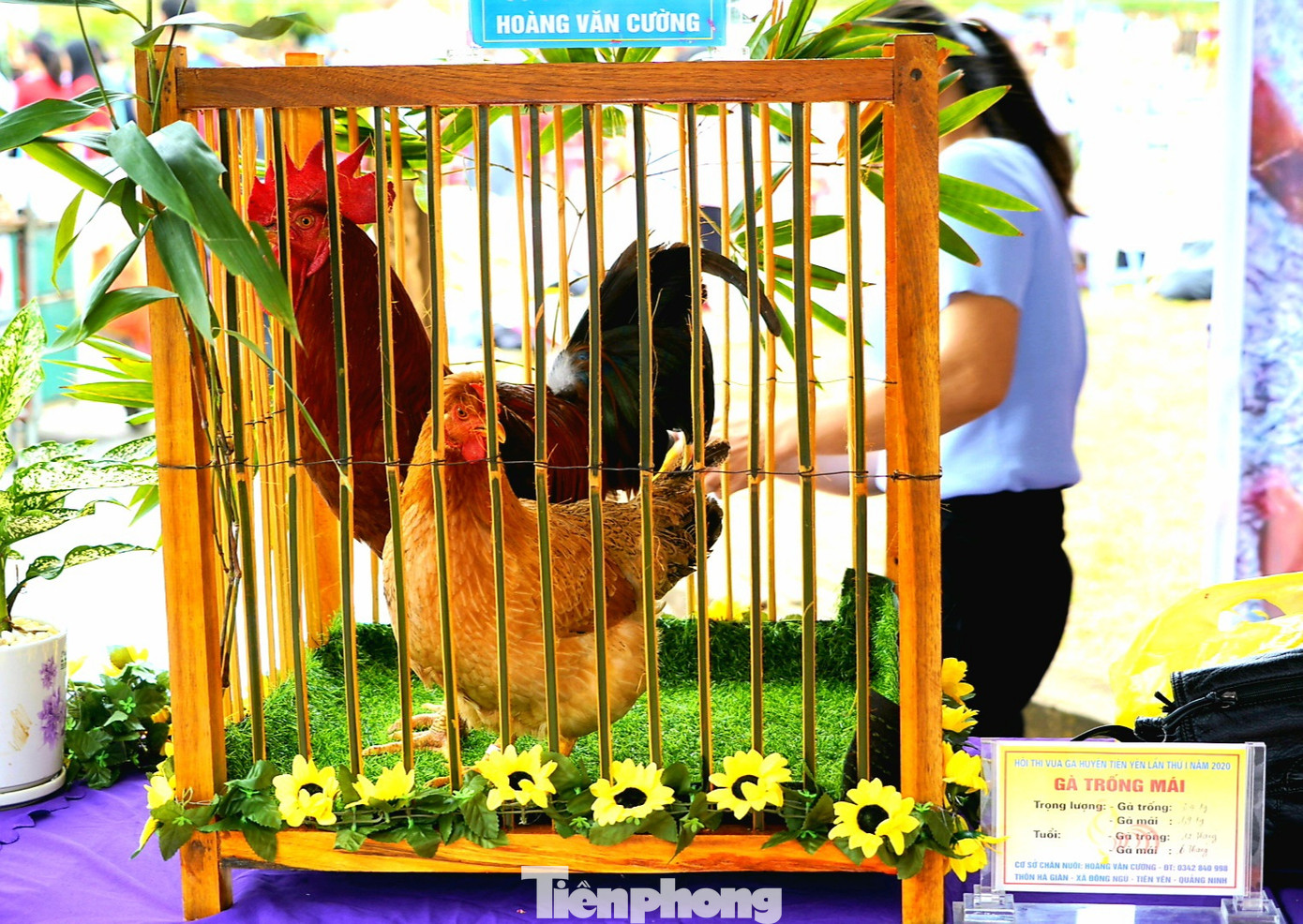 Độc đáo cuộc thi 'vua gà Tiên Yên' ảnh 13
