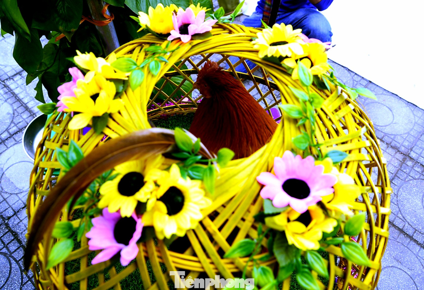 Độc đáo cuộc thi 'vua gà Tiên Yên' ảnh 10