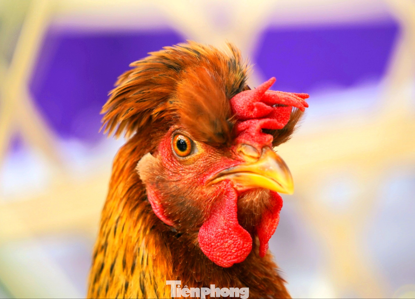 Độc đáo cuộc thi 'vua gà Tiên Yên' ảnh 6