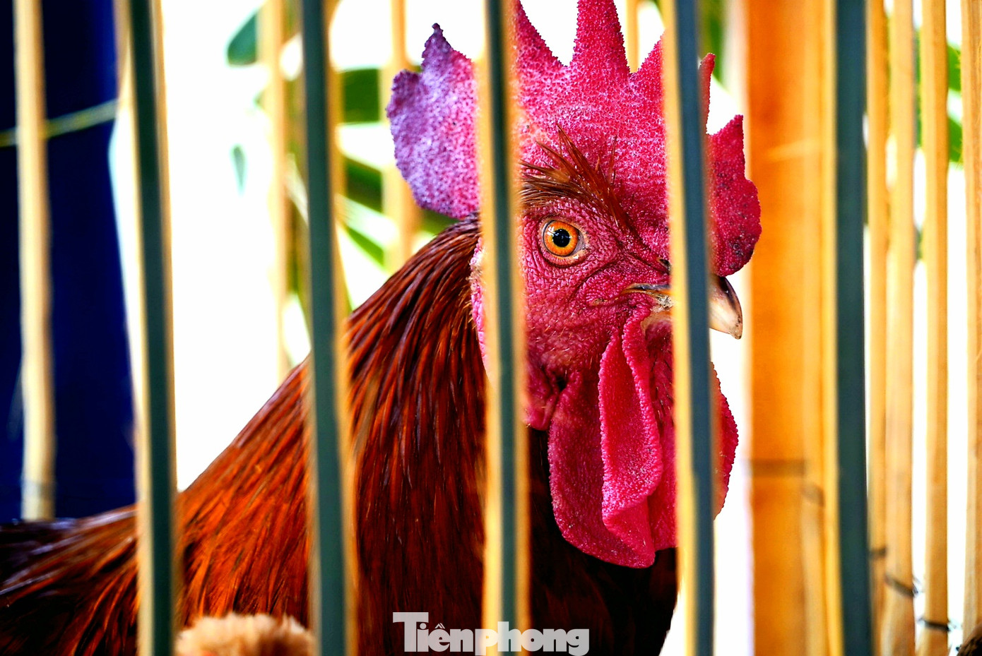 Độc đáo cuộc thi 'vua gà Tiên Yên' ảnh 15