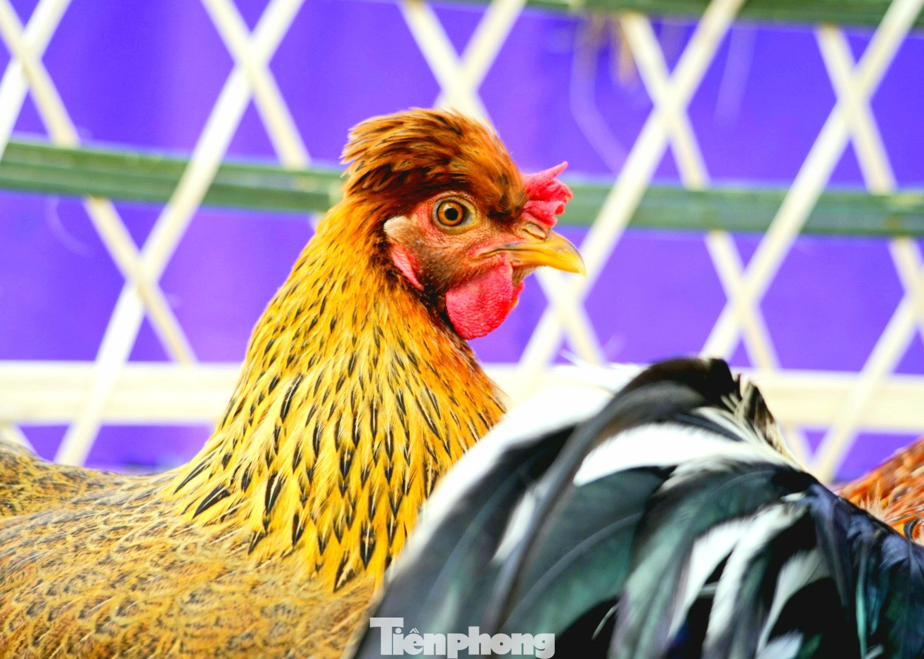 Độc đáo cuộc thi 'vua gà Tiên Yên' ảnh 5