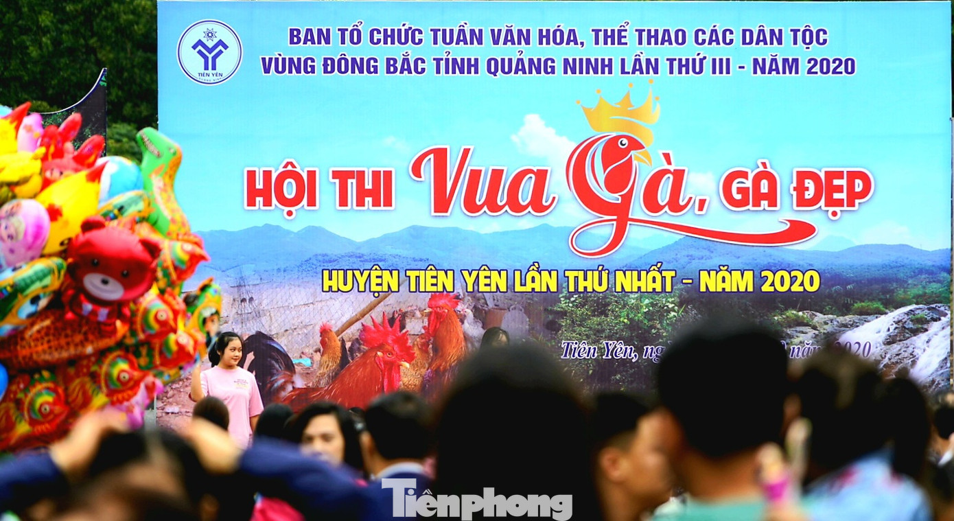 Độc đáo cuộc thi 'vua gà Tiên Yên' ảnh 1