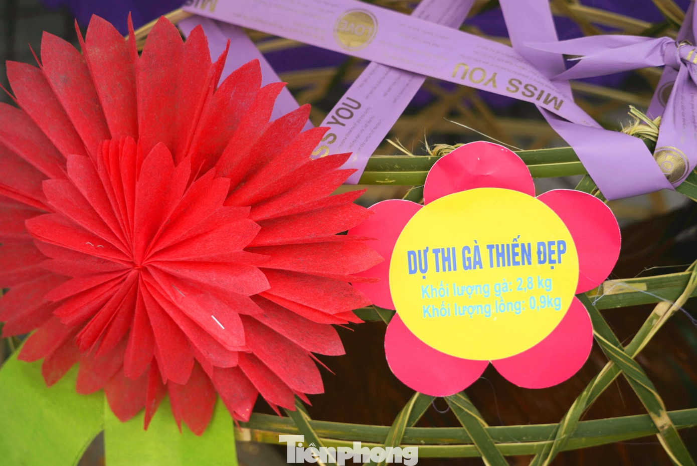 Độc đáo cuộc thi 'vua gà Tiên Yên' ảnh 3