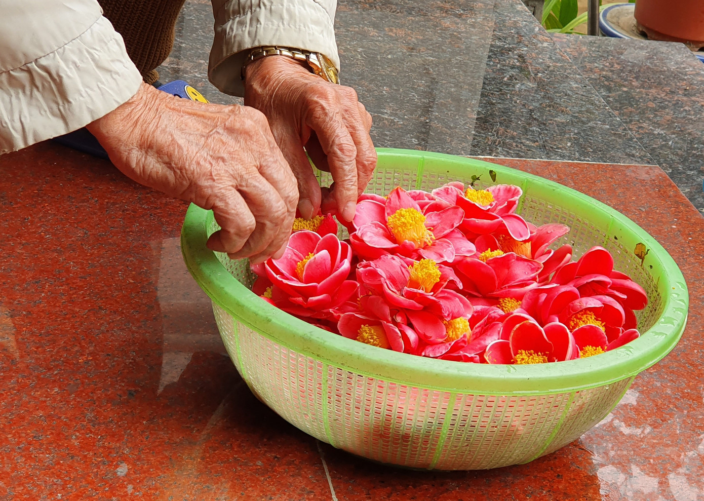 Độc đáo cây hải đường trăm tuổi ở Hải Phòng trổ hoa đón Tết ảnh 8