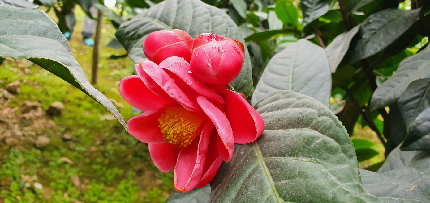 Độc đáo cây hải đường trăm tuổi ở Hải Phòng trổ hoa đón Tết ảnh 6