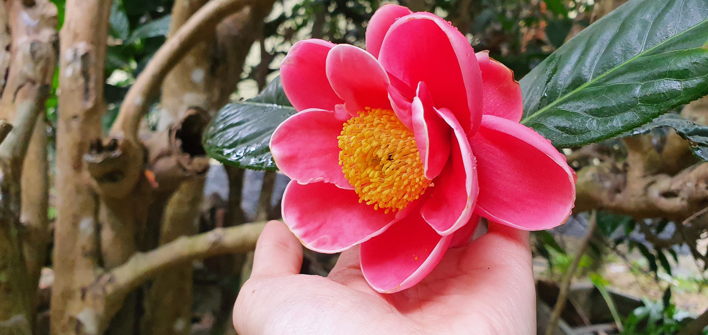 Độc đáo cây hải đường trăm tuổi ở Hải Phòng trổ hoa đón Tết ảnh 10