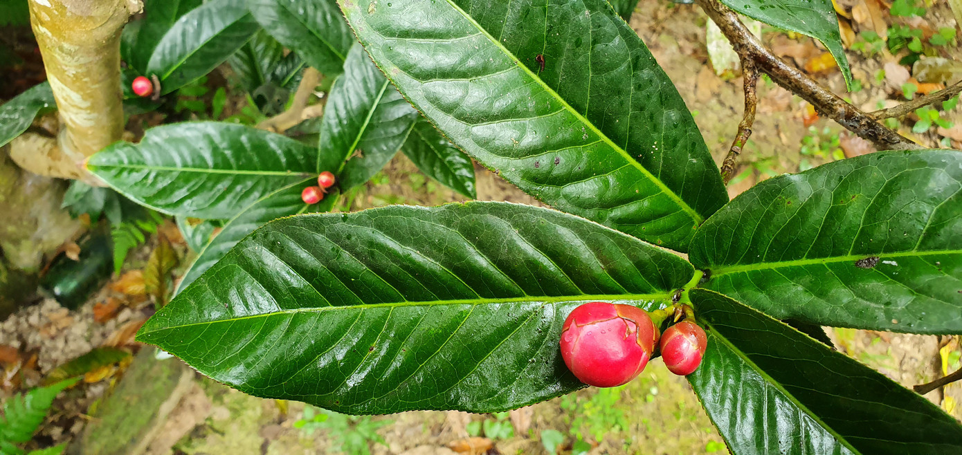 Độc đáo cây hải đường trăm tuổi ở Hải Phòng trổ hoa đón Tết ảnh 4