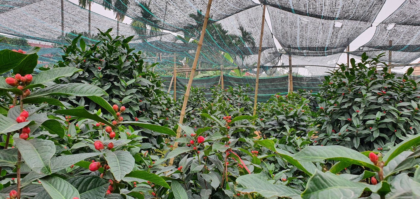 Độc đáo cây hải đường trăm tuổi ở Hải Phòng trổ hoa đón Tết ảnh 9