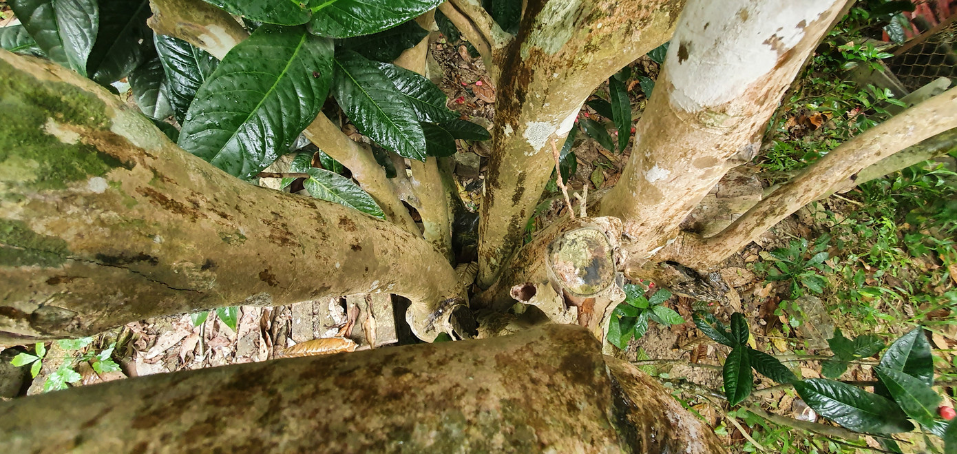 Độc đáo cây hải đường trăm tuổi ở Hải Phòng trổ hoa đón Tết ảnh 3