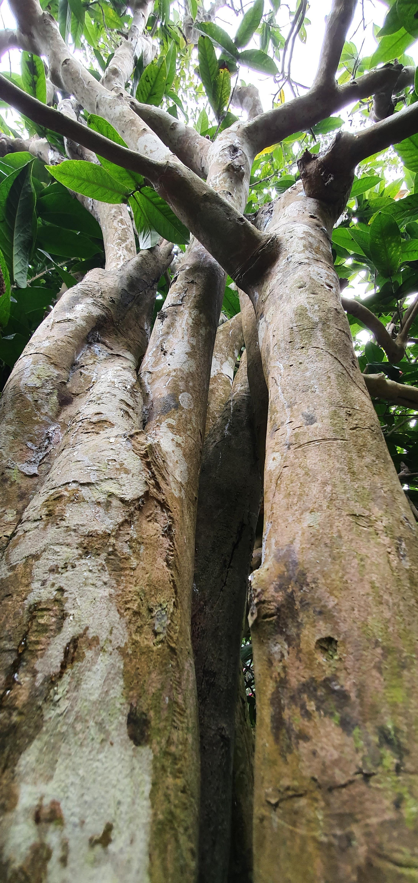 Độc đáo cây hải đường trăm tuổi ở Hải Phòng trổ hoa đón Tết ảnh 7