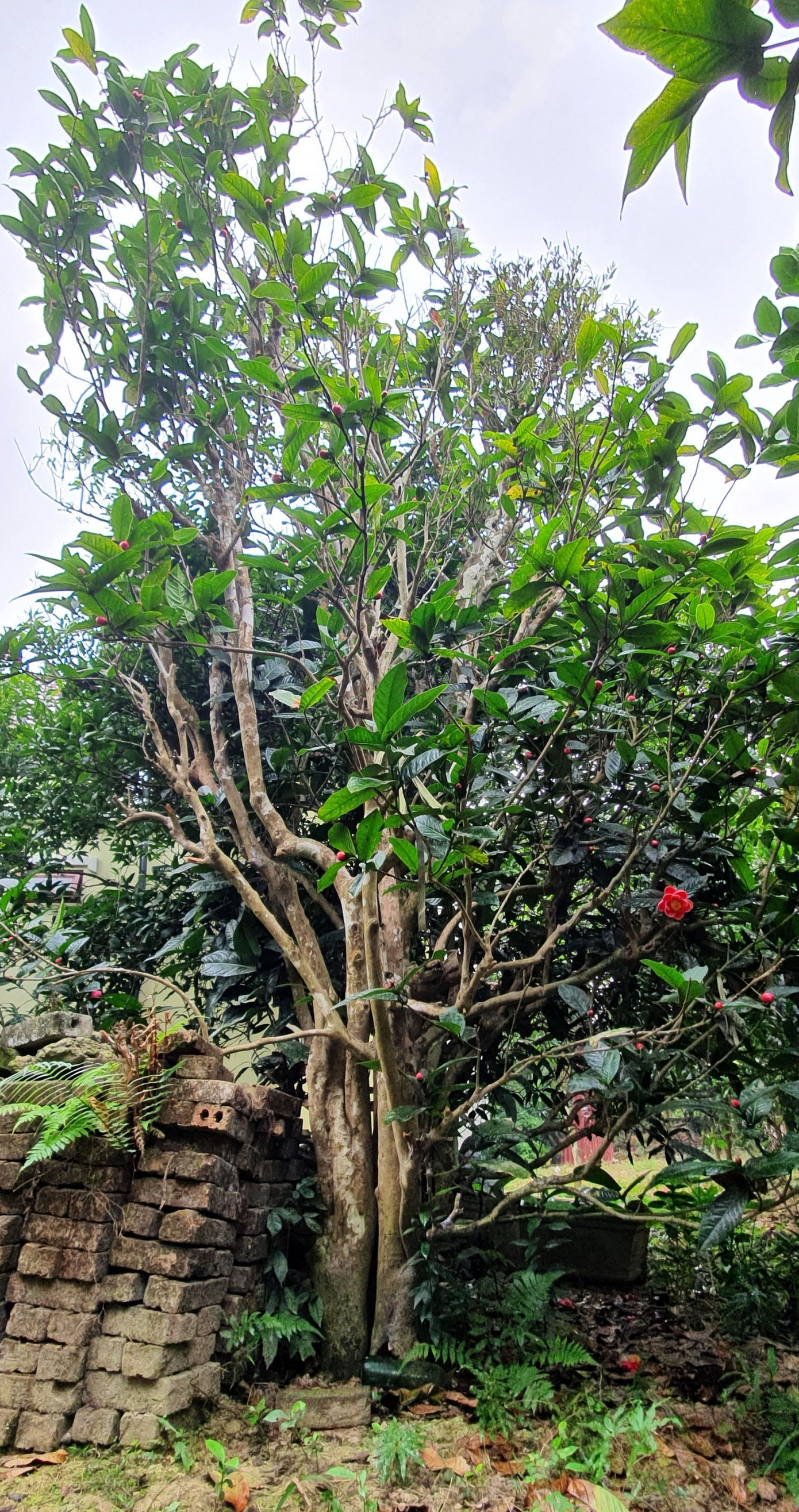 Độc đáo cây hải đường trăm tuổi ở Hải Phòng trổ hoa đón Tết ảnh 1