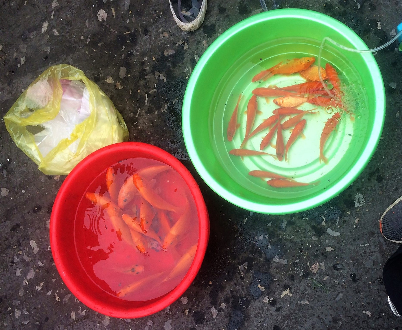 Hạ Long: Cá chép tăng giá, dân dùng cá giấy tiễn ông Táo về trời ảnh 4