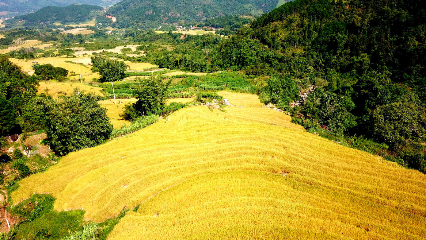 Bay trên mùa vàng Bình Liêu ảnh 8