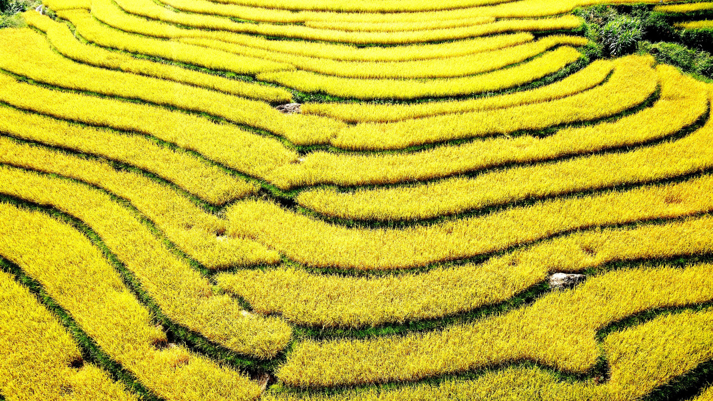 Bay trên mùa vàng Bình Liêu ảnh 3