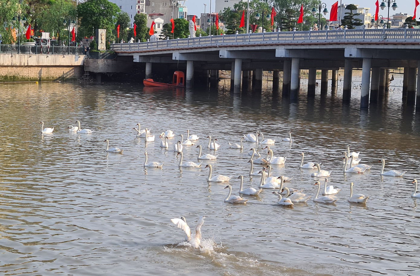 Đông người đến ngắm 65 đôi thiên nga được thả trên sông Tam Bạc ảnh 5