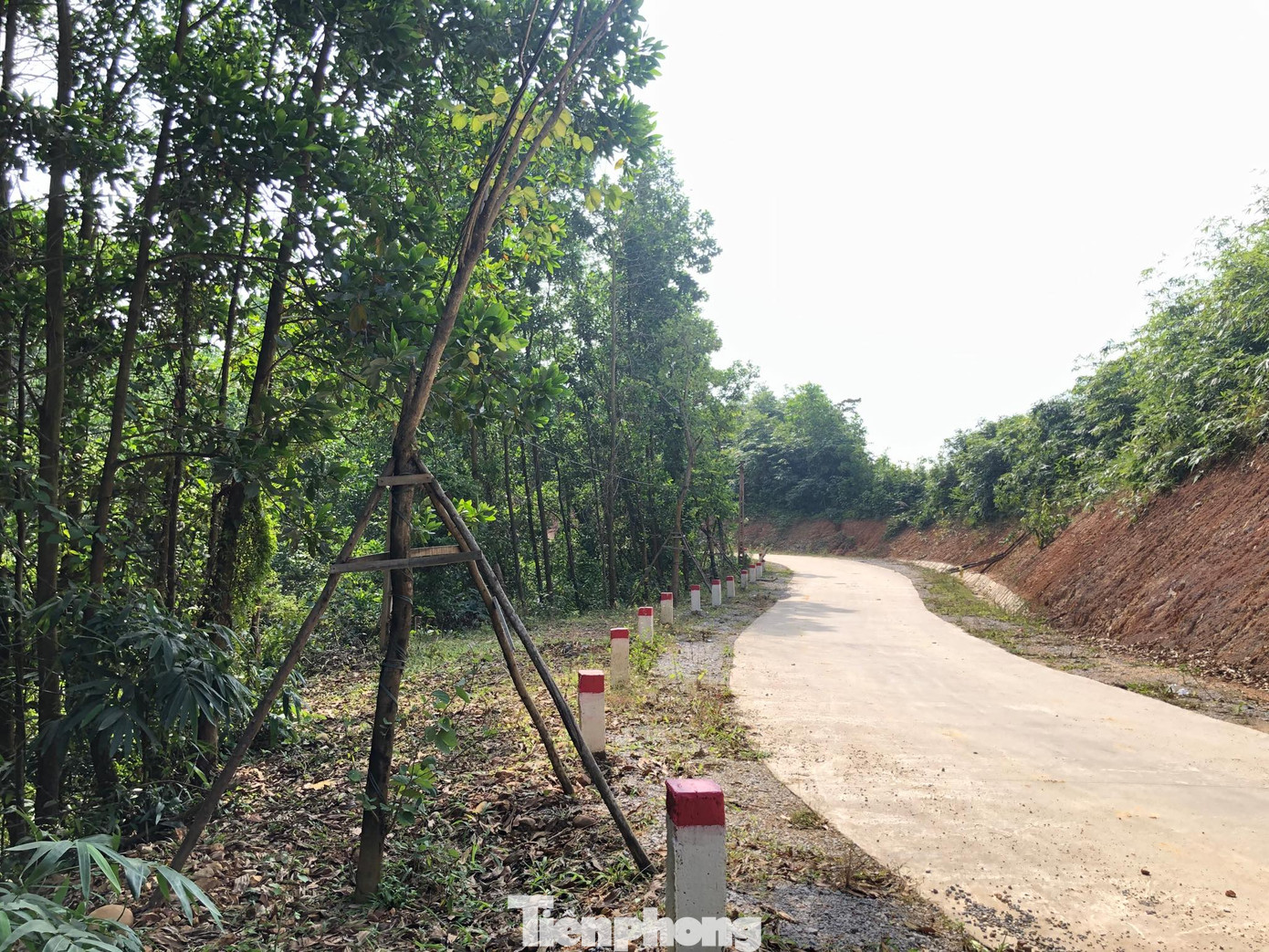 Kỳ lạ, hàng cây tiền tỷ 'tự mọc' trong khuôn viên dự án ở Quảng Ninh ảnh 1