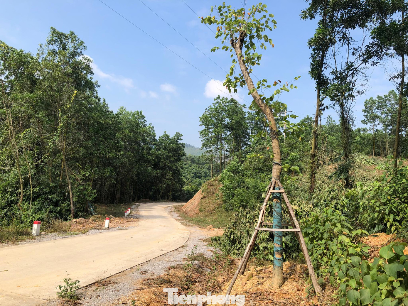 Kỳ lạ, hàng cây tiền tỷ 'tự mọc' trong khuôn viên dự án ở Quảng Ninh ảnh 2