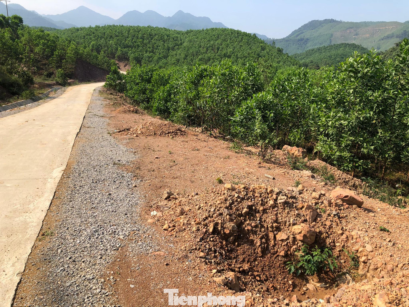 Kỳ lạ, hàng cây tiền tỷ 'tự mọc' trong khuôn viên dự án ở Quảng Ninh ảnh 5