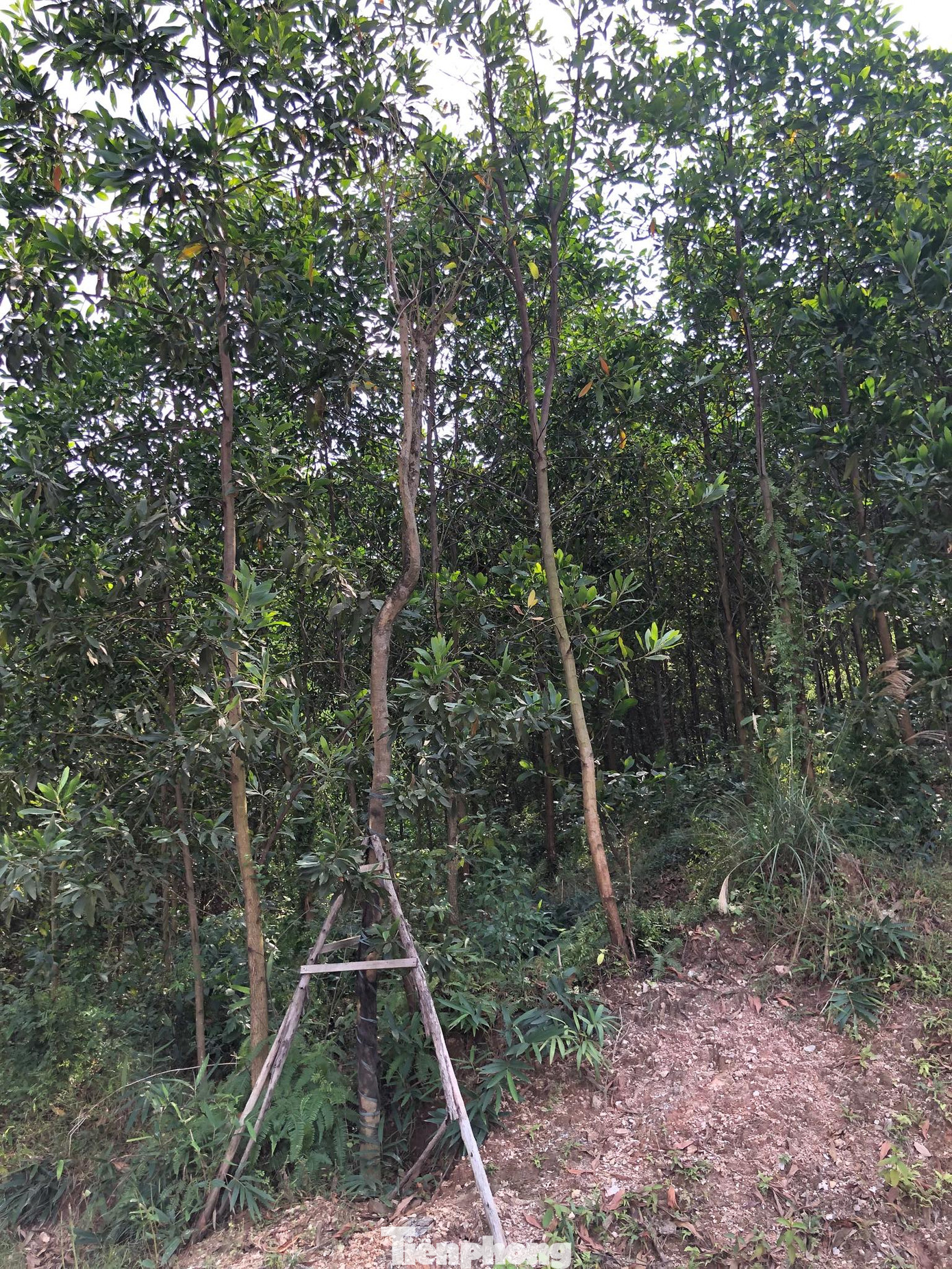 Kỳ lạ, hàng cây tiền tỷ 'tự mọc' trong khuôn viên dự án ở Quảng Ninh ảnh 7