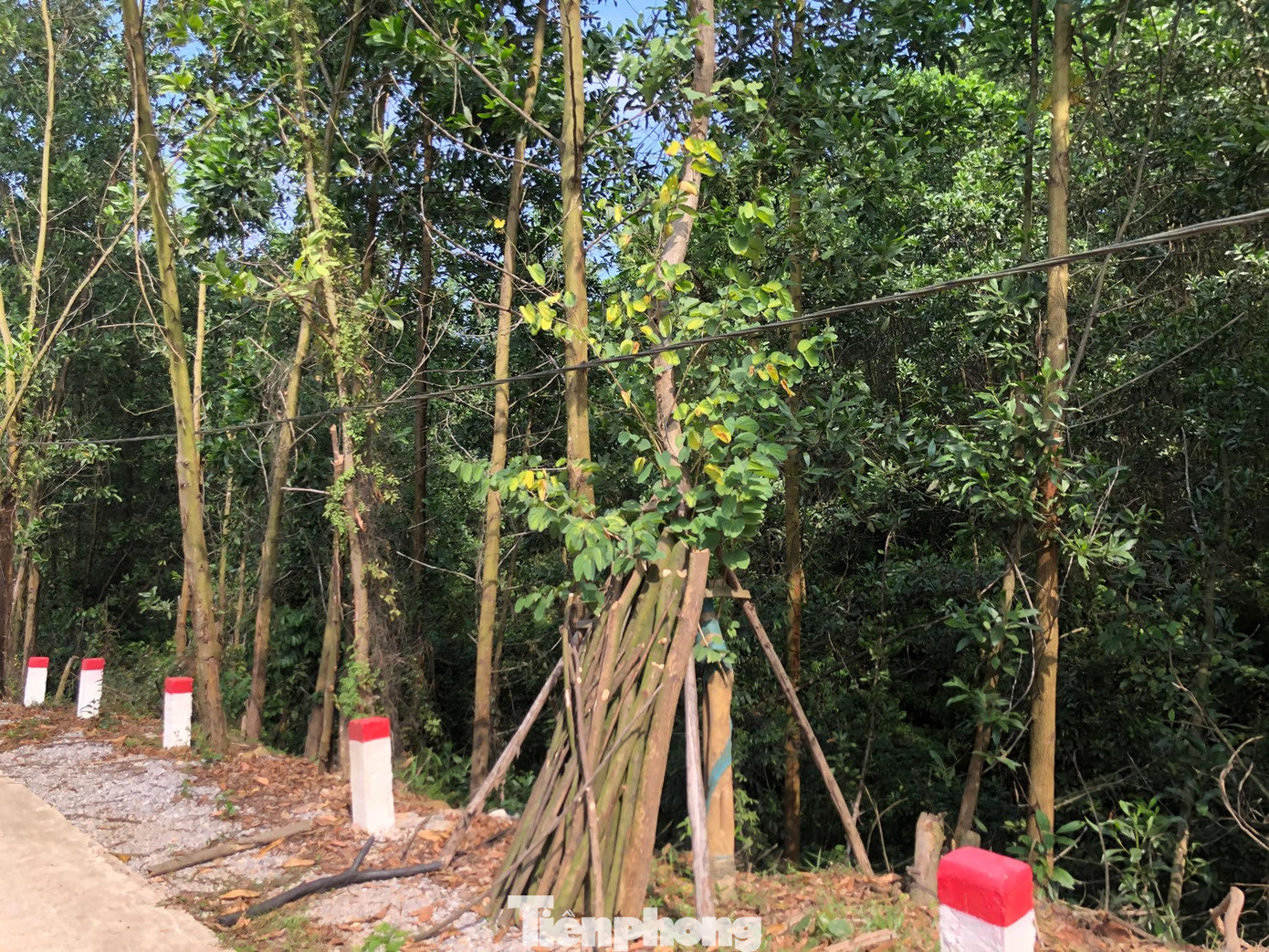 Vụ hàng cây tiền tỷ 'tự mọc': Mất công nhổ, chủ nhân mới đứng ra xin ảnh 1