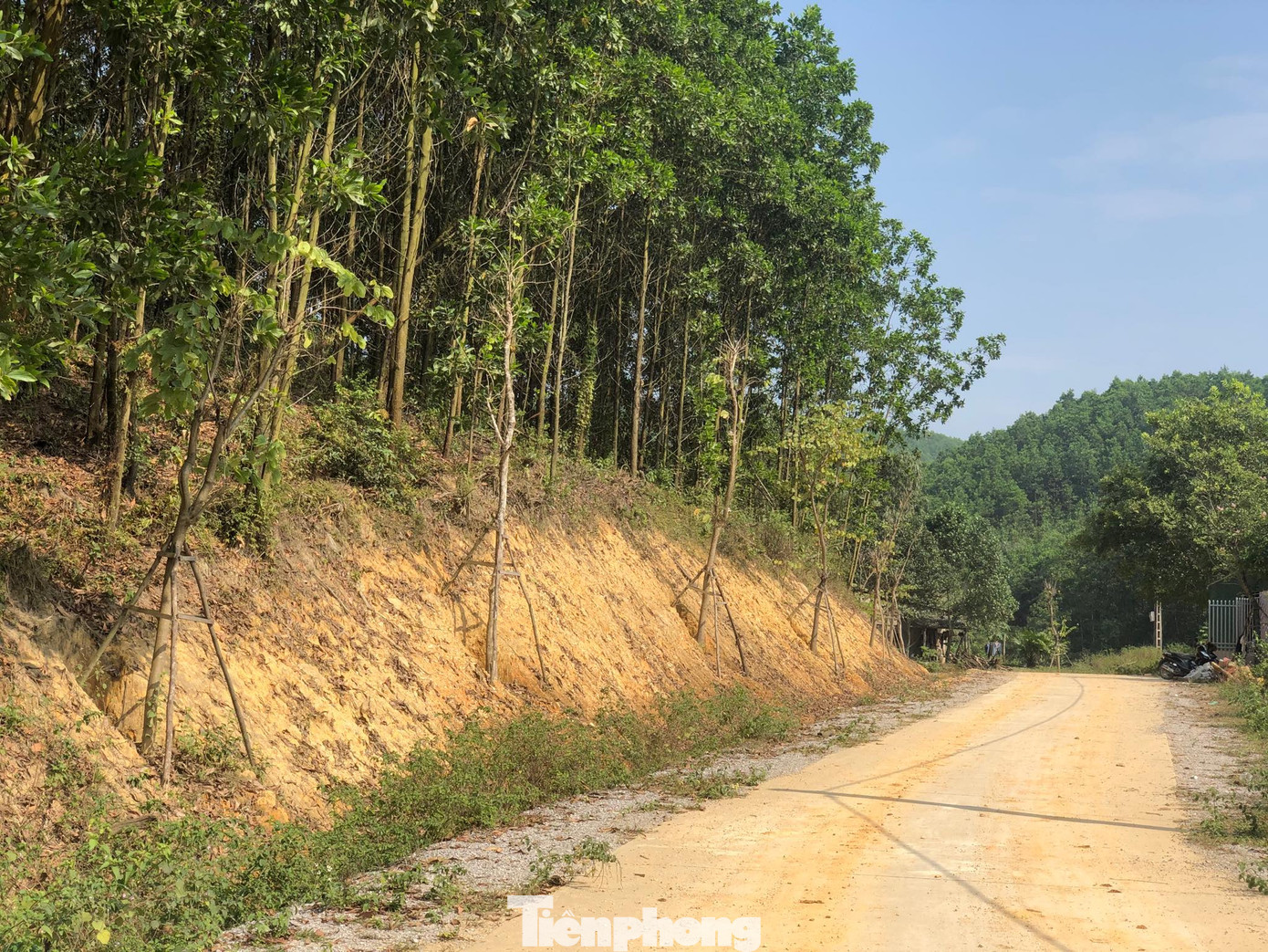 Vụ hàng cây tiền tỷ 'tự mọc': Mất công nhổ, chủ nhân mới đứng ra xin ảnh 3
