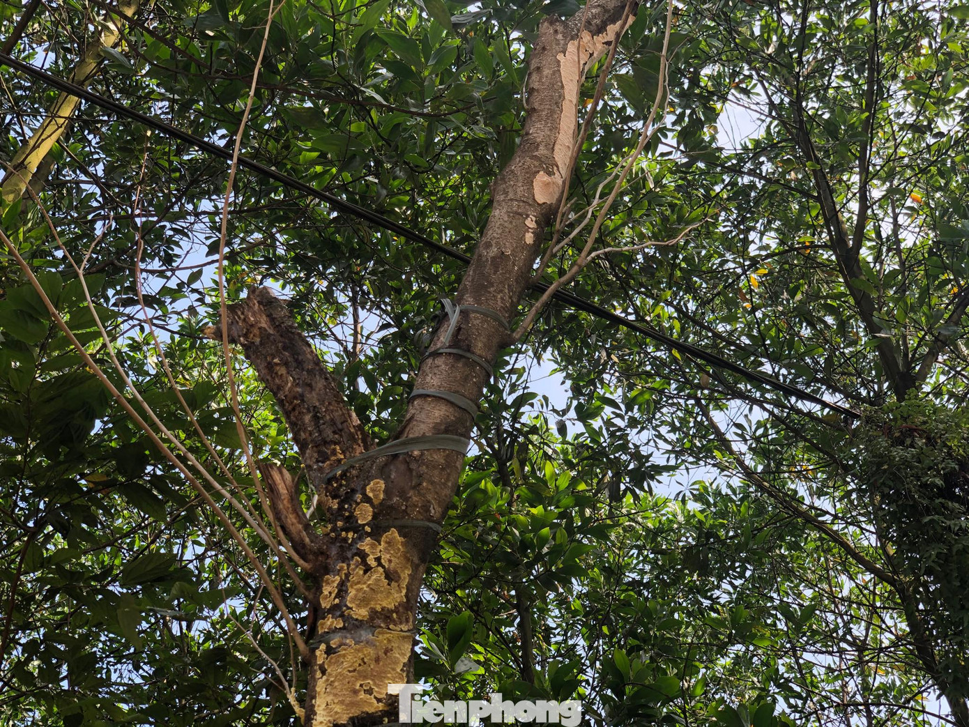 Vụ hàng cây tiền tỷ 'tự mọc': Mất công nhổ, chủ nhân mới đứng ra xin ảnh 2