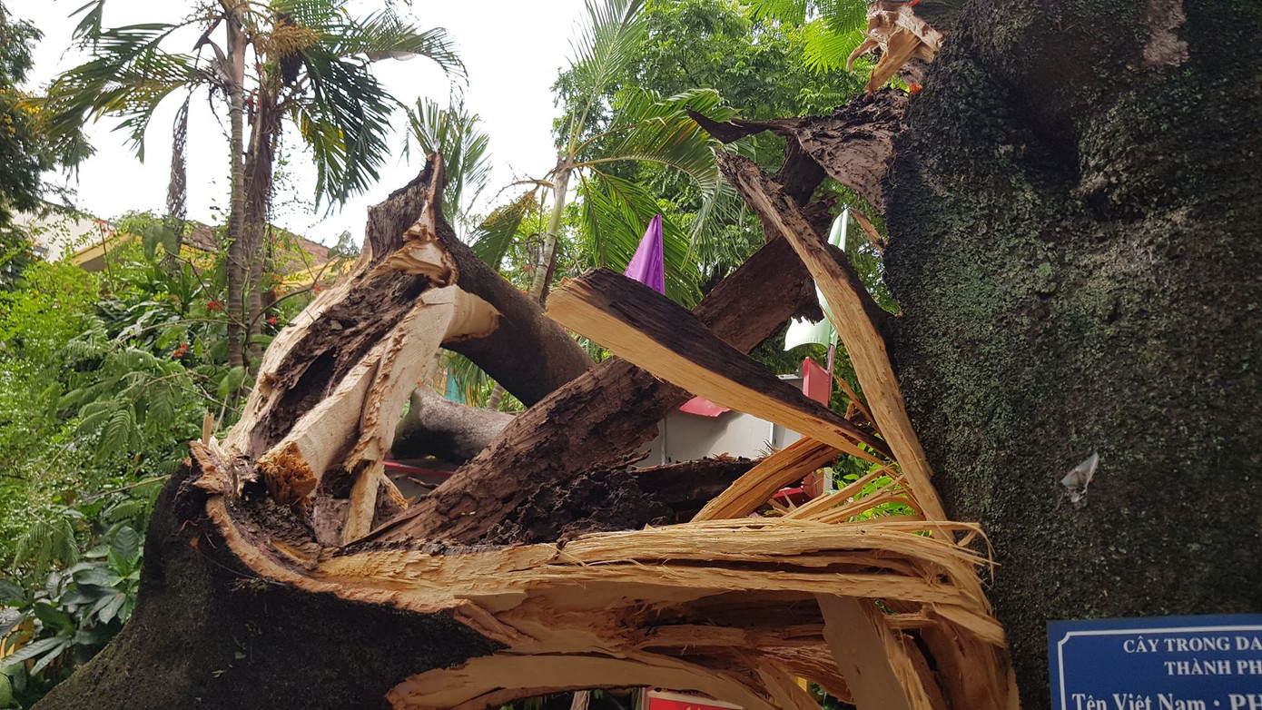 Cành phượng cổ thụ gãy đè bẹp hàng loạt ô tô, xe máy ở Hải Phòng ảnh 2
