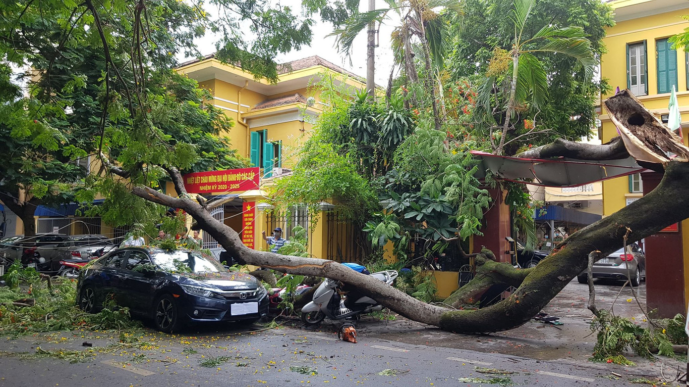 Cành phượng cổ thụ gãy đè bẹp hàng loạt ô tô, xe máy ở Hải Phòng ảnh 1