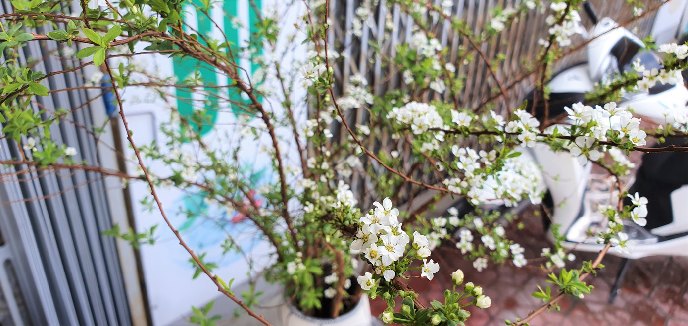 Độc đáo 'hoa nghìn nụ' được người dân đất Cảng săn đón dịp tết ảnh 1