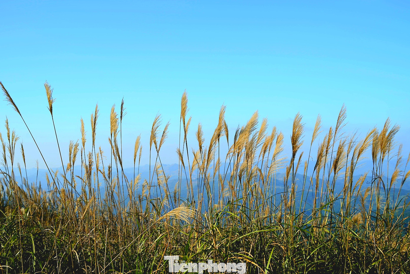 Check in 'cháy máy' mùa cỏ lau Bình Liêu đẹp ngất ngây ảnh 11