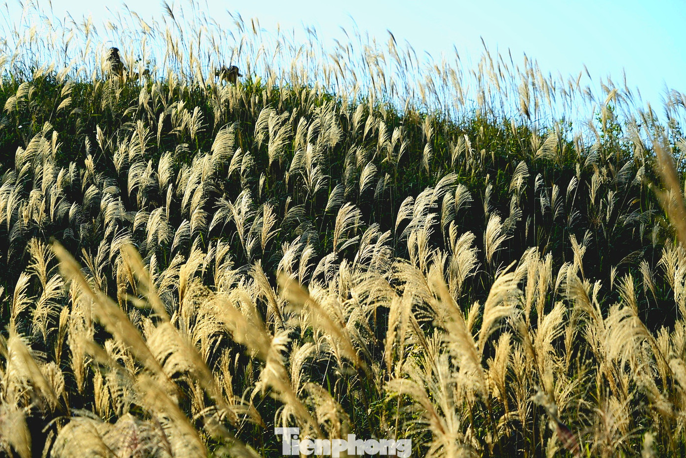 Check in 'cháy máy' mùa cỏ lau Bình Liêu đẹp ngất ngây ảnh 13